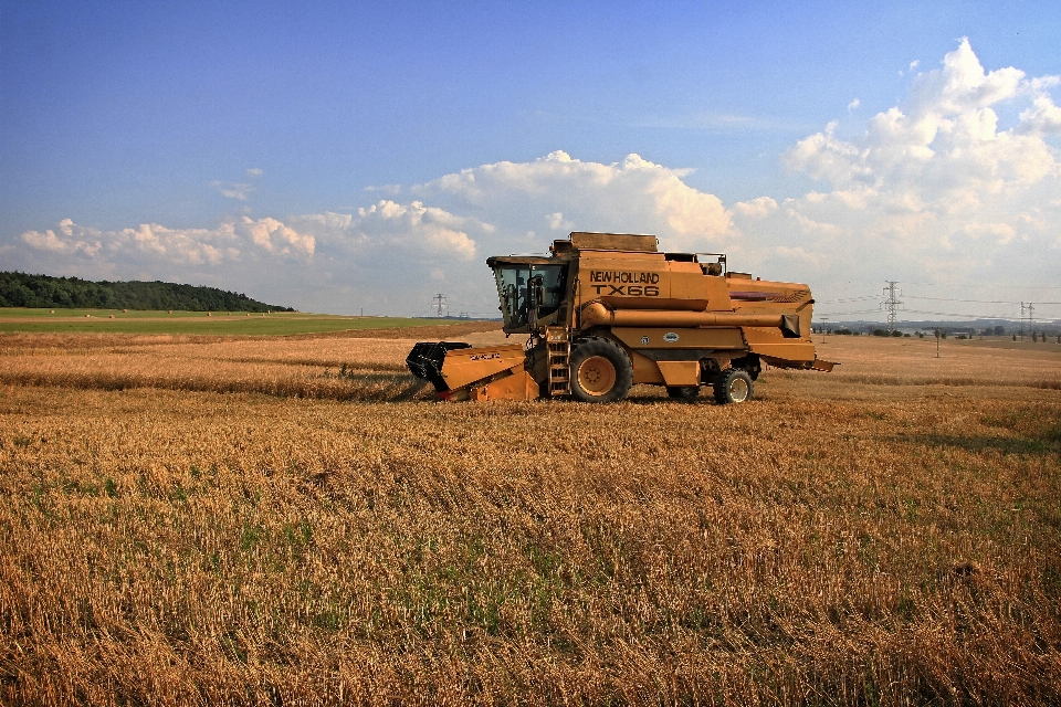 Paesaggio pianta campo azienda agricola