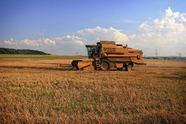 Landscape plant field farm Photo