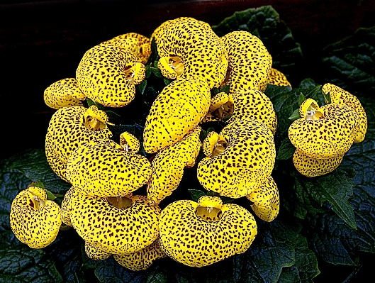 植物 葉 花 生物学 写真