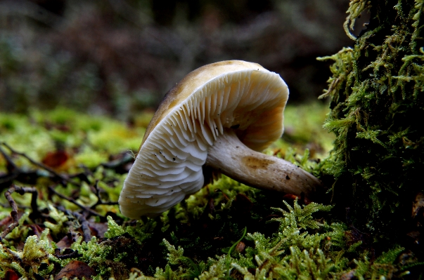 自然 森 野生動物 植物学
 写真