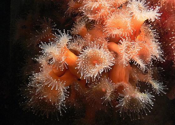 Nature underwater biology jellyfish Photo