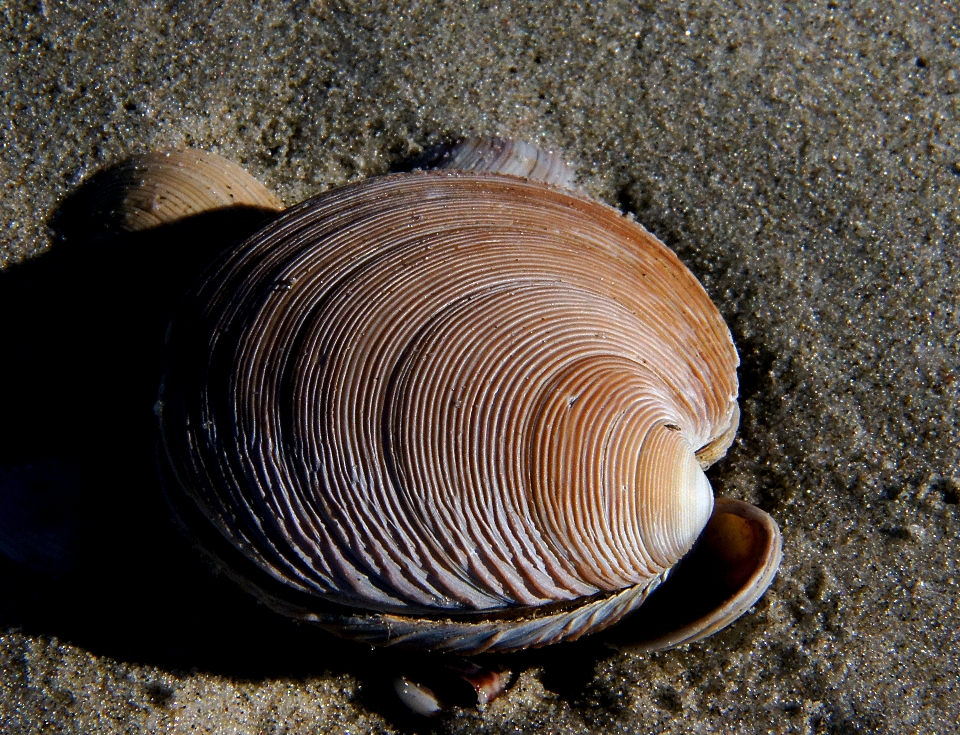 Beach biology seafood fauna