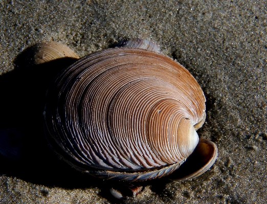 Beach biology seafood fauna Photo