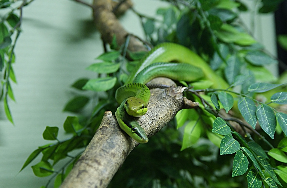 Zweig tierwelt grün dschungel