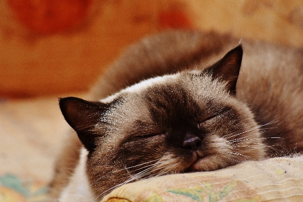 甘い かわいい 毛皮 子猫 写真