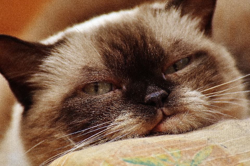 甘い かわいい 毛皮 子猫