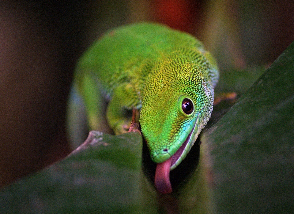 自然 写真撮影 野生動物 緑