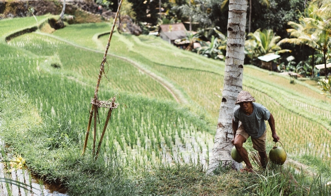 男 木 草 植物 写真