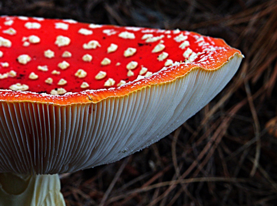 Natura pianta foglia fiore