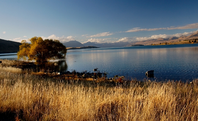 Landscape sea coast tree Photo