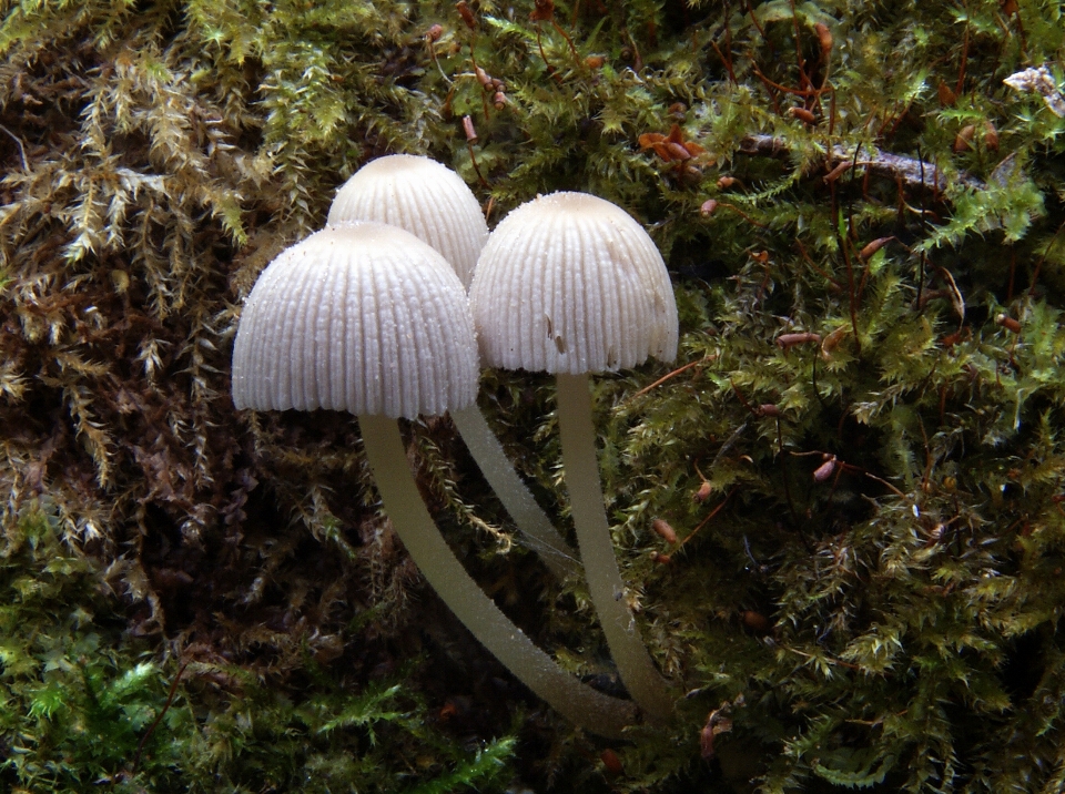 森林 花 植物学 蘑菇