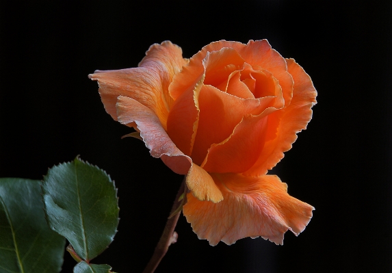 Blossom plant leaf flower Photo