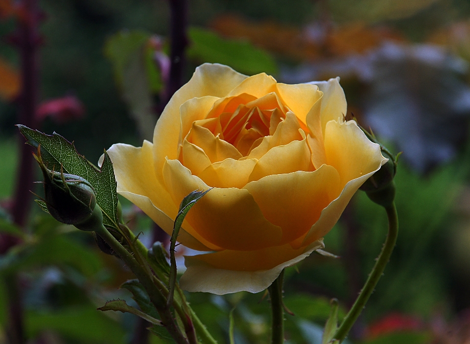 Anlage blume blütenblatt rose