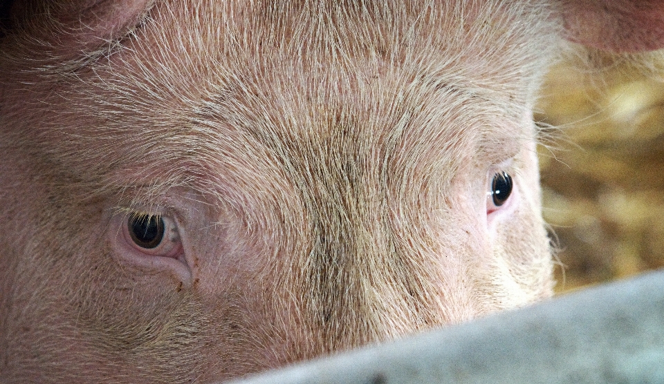 Azienda agricola fienile animale carino