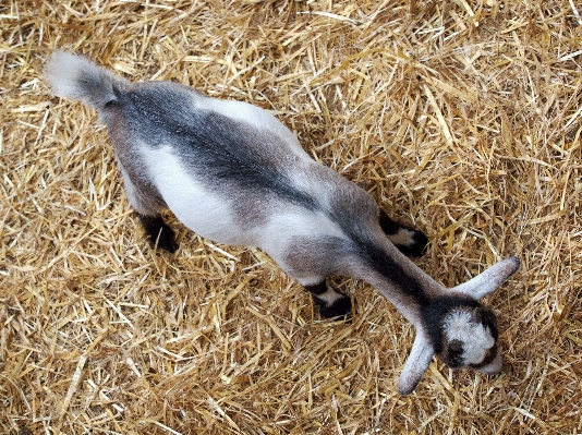 干し草 農場 子供 動物 写真