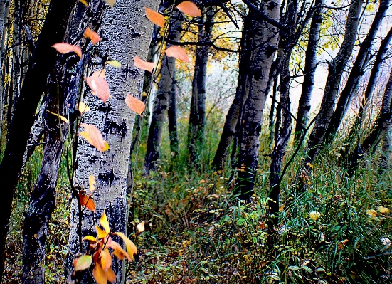 Tree nature forest wilderness Photo