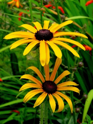 Nature blossom plant flower Photo