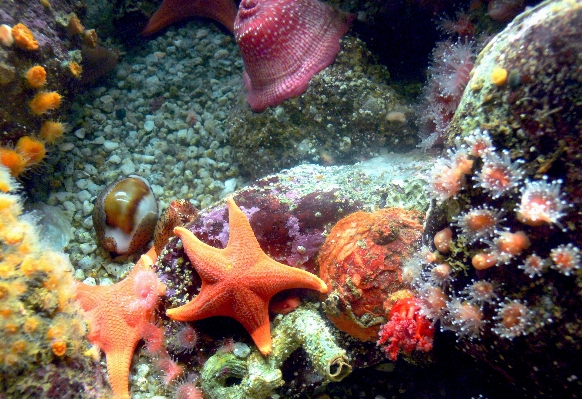 Underwater biology jellyfish fish Photo