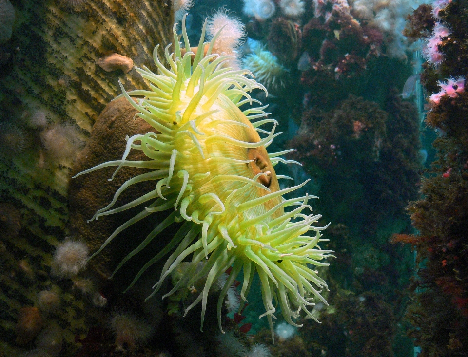 自然 水下 生物学 海蜇