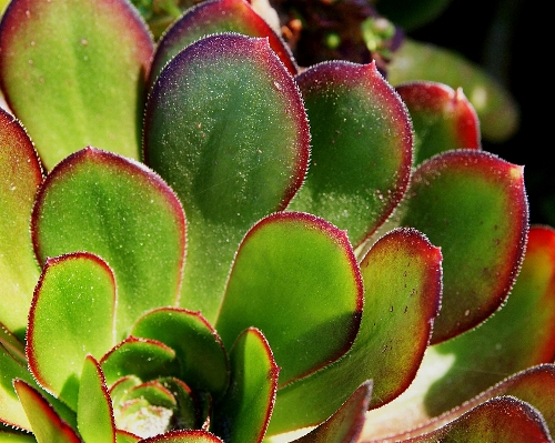 Plant leaf flower petal Photo