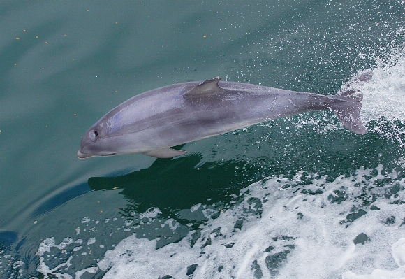 Sea water ocean wildlife Photo