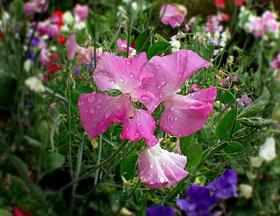 Anlage blume blütenblatt blumen