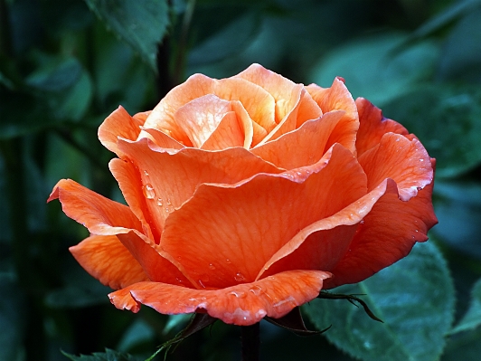 Plant flower petal rose Photo