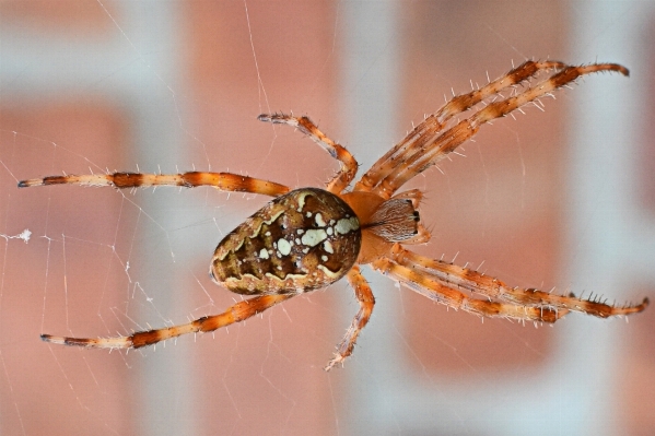 Foto Alam fotografi satwa makro