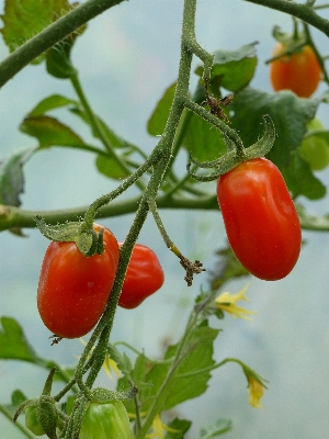 Plant fruit flower summer Photo