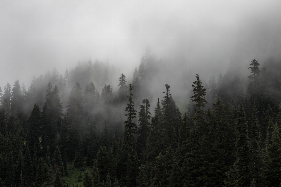 Baum natur wald wildnis
