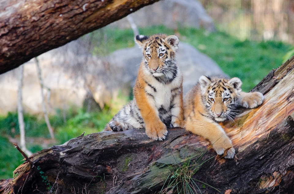 Naturaleza blanco animal fauna silvestre