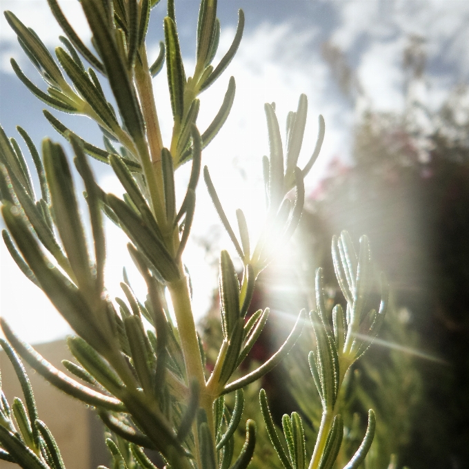 Albero erba ramo pianta