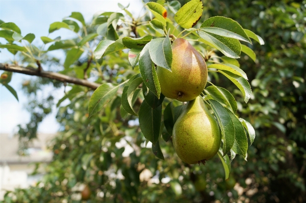 Tree nature branch plant Photo