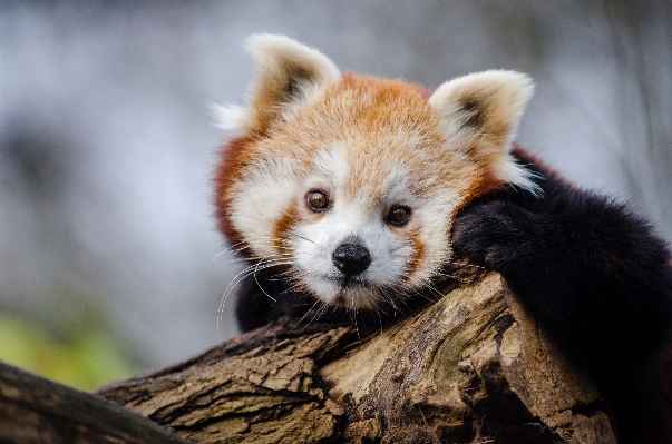 Zdjęcie Drzewo natura zimno zima