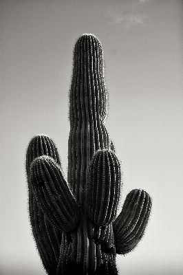 Foto Mão cacto
 preto e branco
 plantar