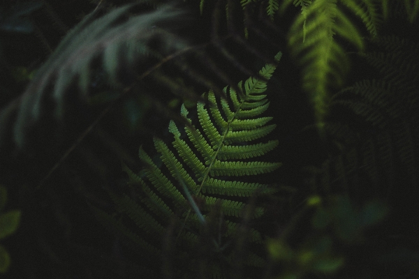 Forest plant leaf flower Photo