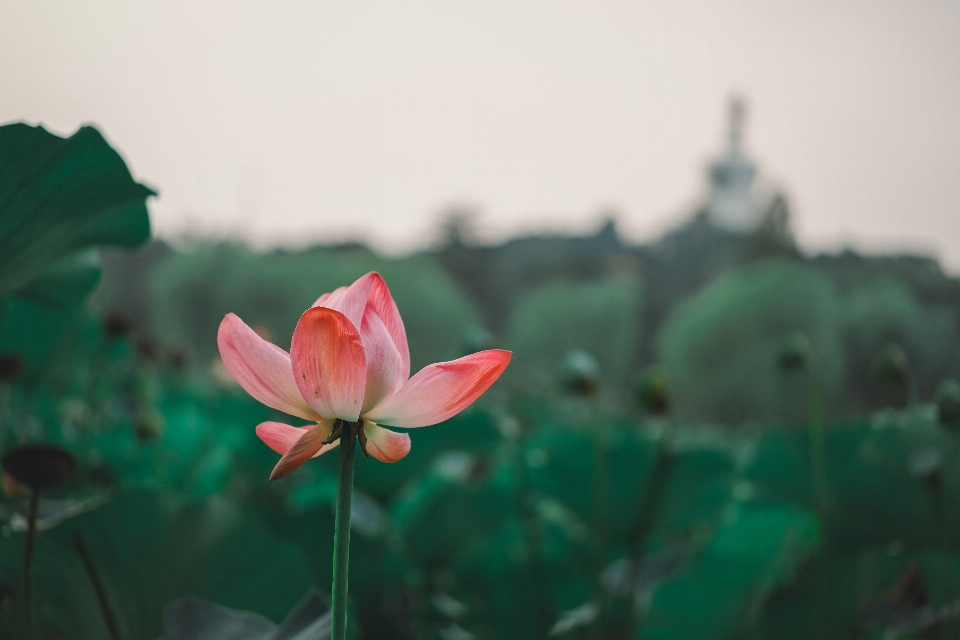 Mekar tanaman fotografi daun