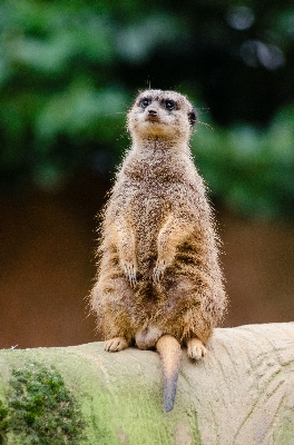 自然 ボケ味
 動物 かわいい 写真