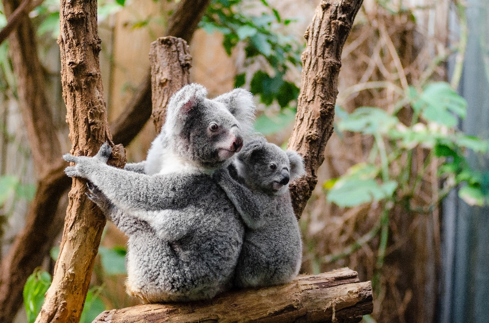 Tree branch animal cute