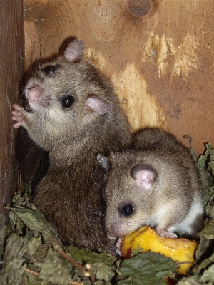 Mouse young mammal rodent Photo