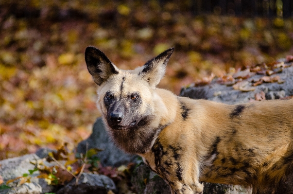 Fall dog animal canine Photo