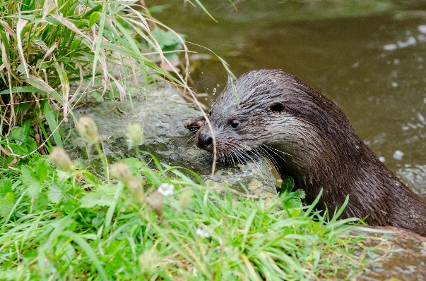 草 濡れた 動物 かわいい 写真