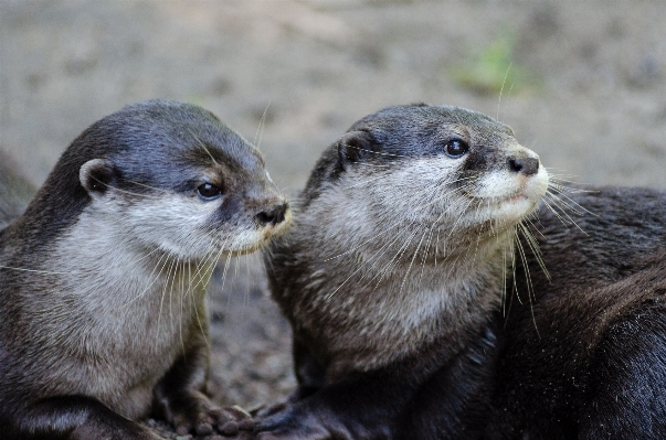 水 遊ぶ 動物 かわいい 写真