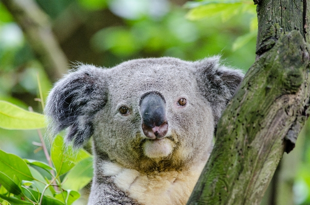 Tree nature animal wildlife Photo