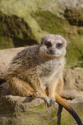 ボケ味
 動物 かわいい 野生動物 写真