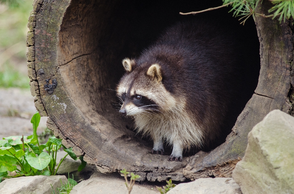 野生動物 動物園 哺乳類 fauna