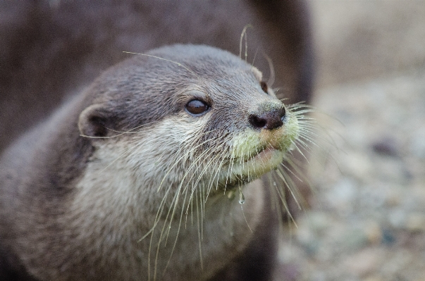 Foto Animais selvagens mamífero fauna bigodes
