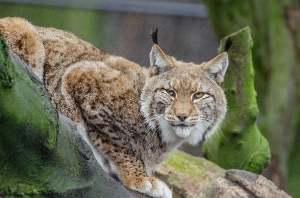 野生動物 動物園 猫 ネコ科の 写真