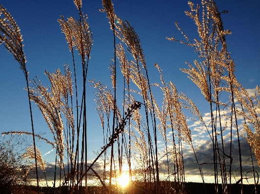 Landscape tree nature grass Photo