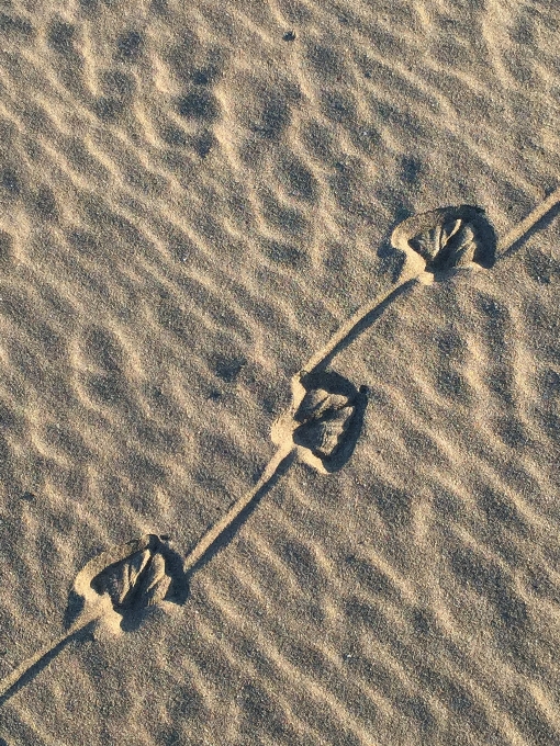 Beach sea sand bird